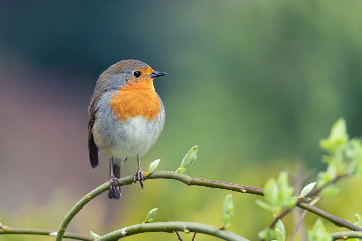 Пеночка Зарянка