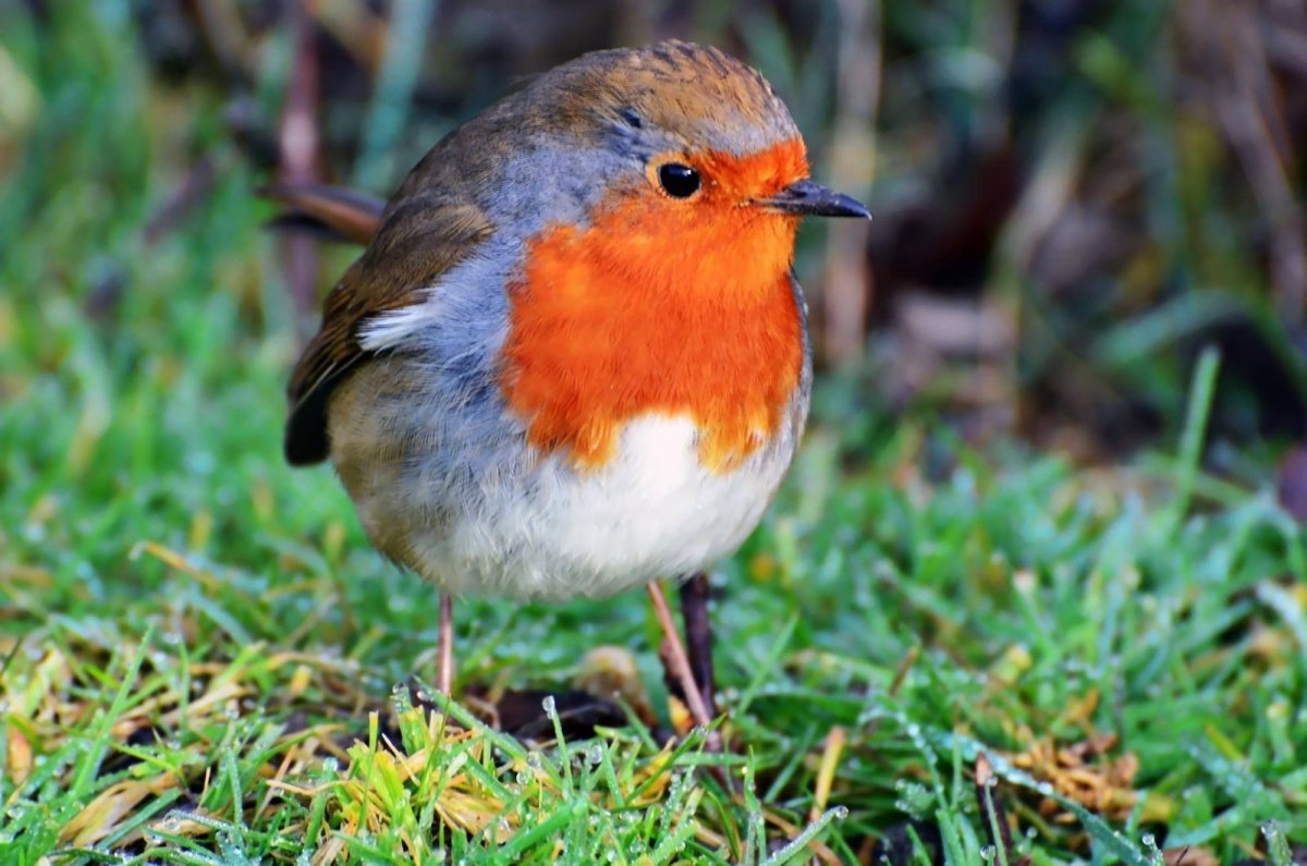 Перо Малиновки