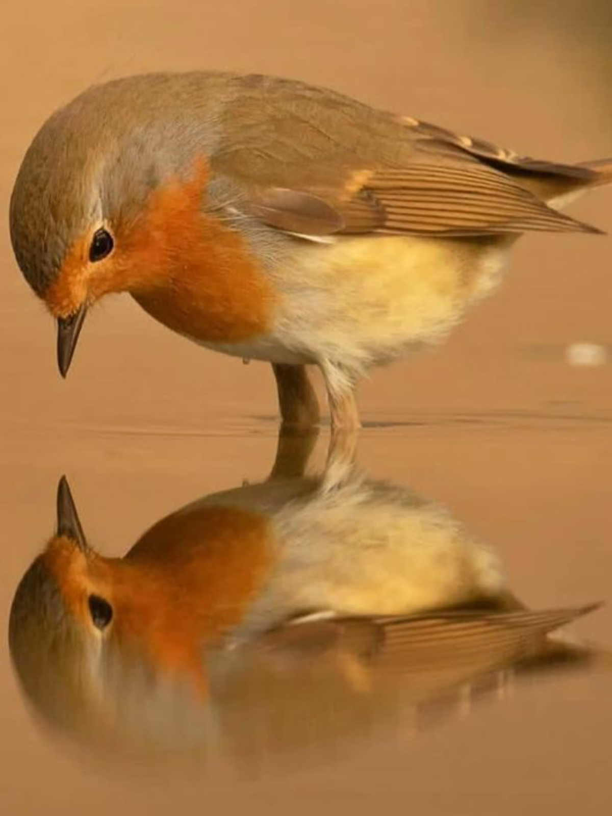 Робин -Зарянка птица