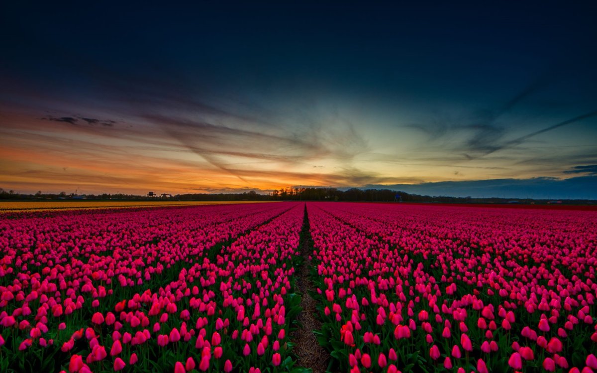Поле тюльпанов