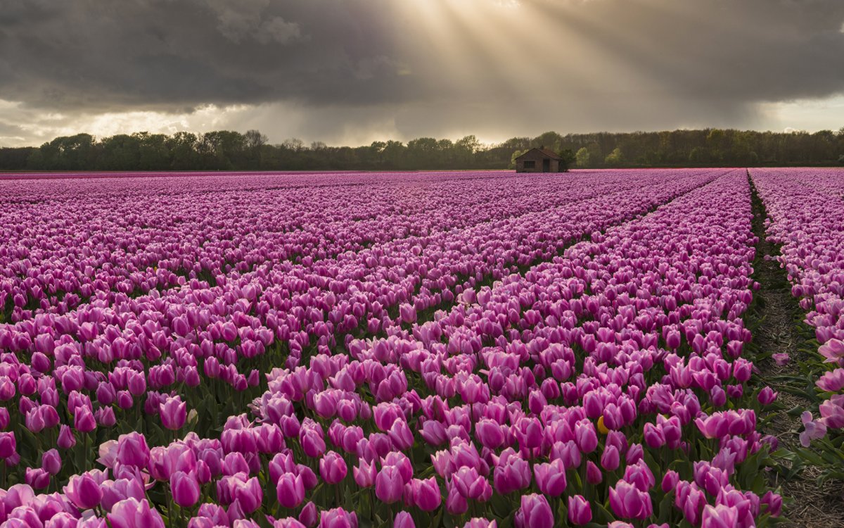 Цветочное поле