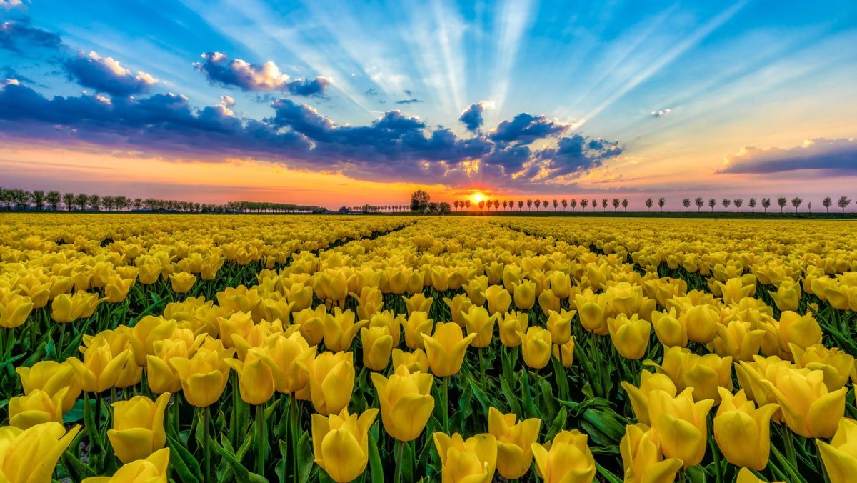 Желтые тюльпановые поля в Голландии