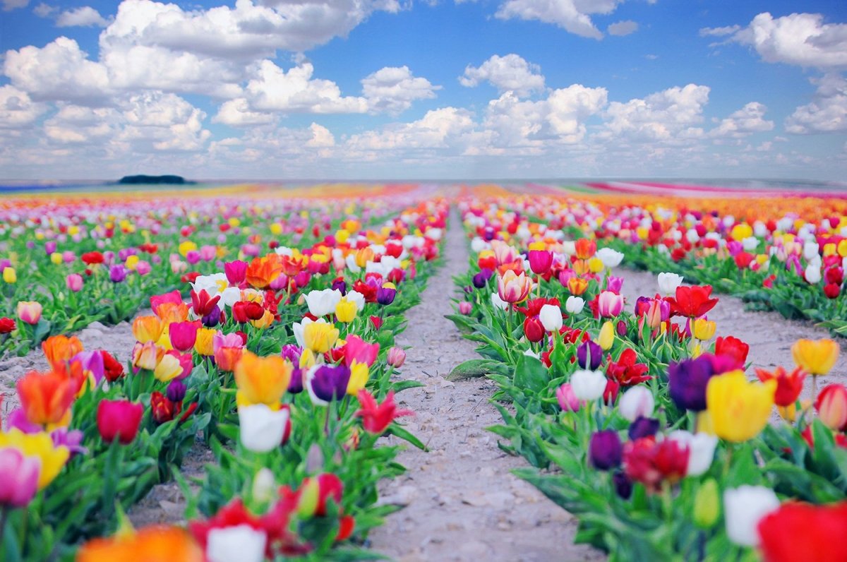 Поле тюльпанов квадрат