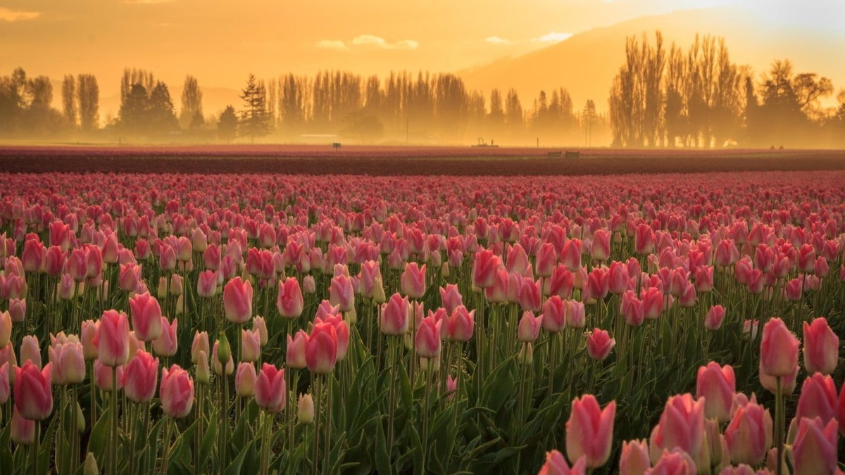Поле тюльпанов