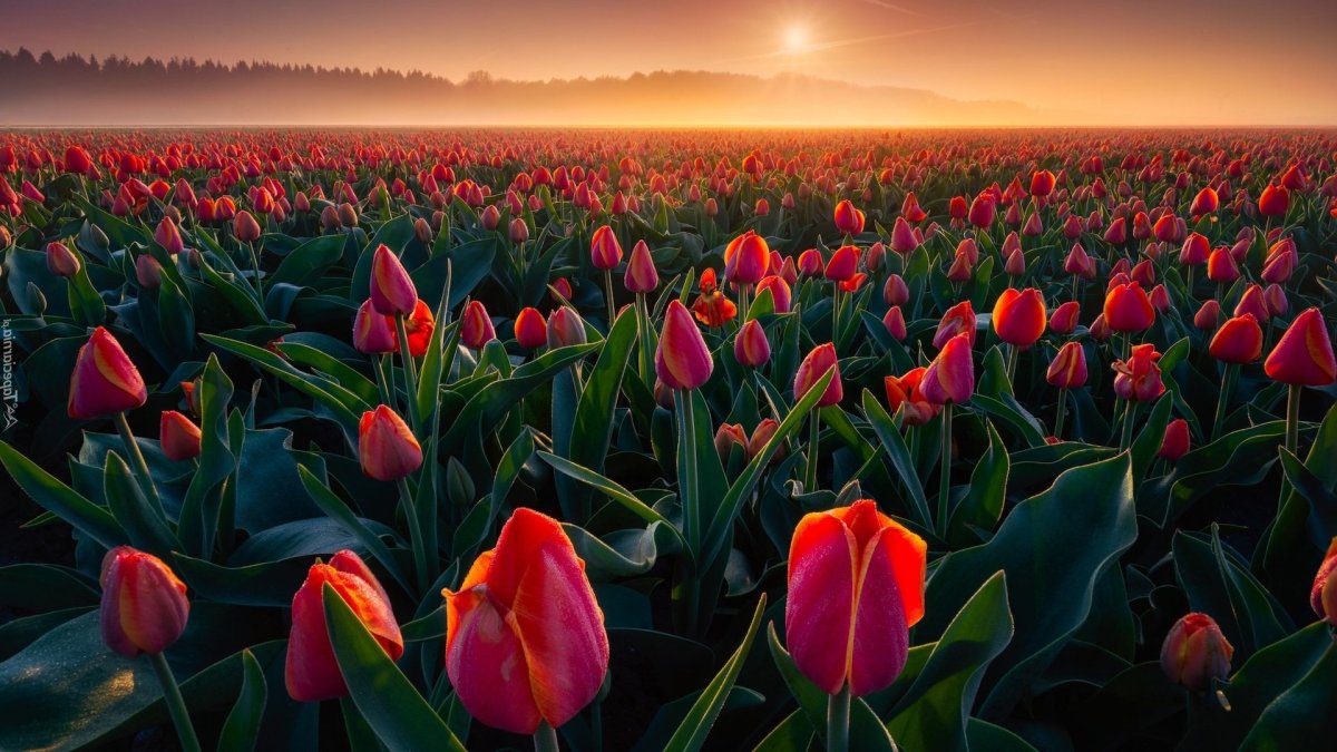 Тюльпановый бум