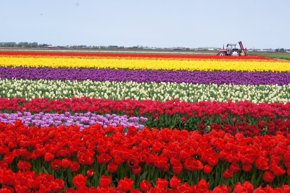 Амстердам тюльпановые поля