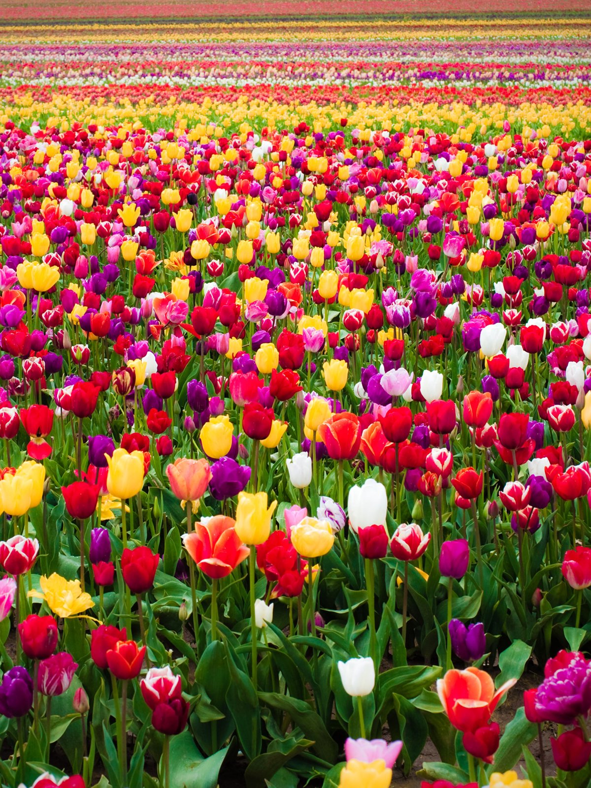 Поле тюльпанов
