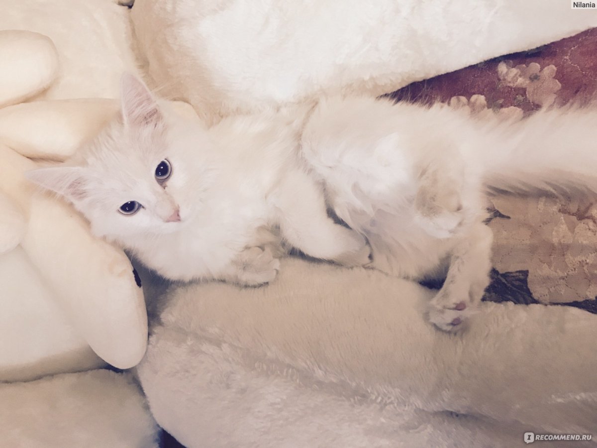 Турецкая ангора биколор