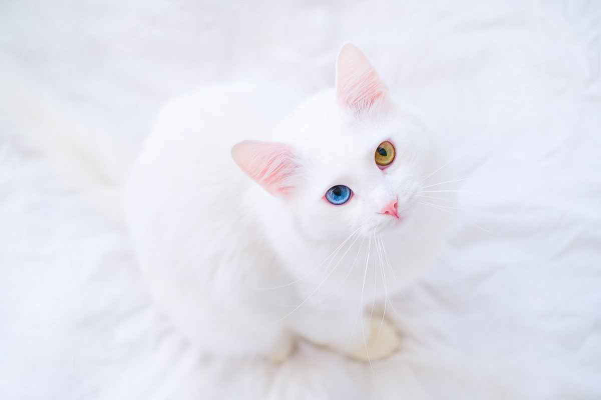 Животное кошка белая домашняя с голубыми глазами на белой постели