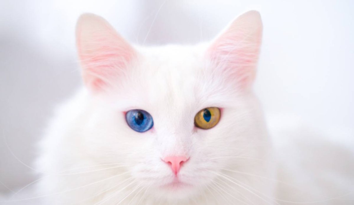 Турецкая ангора белая 4 месяца