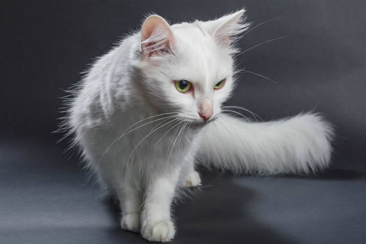 Ангорский Ван кошка