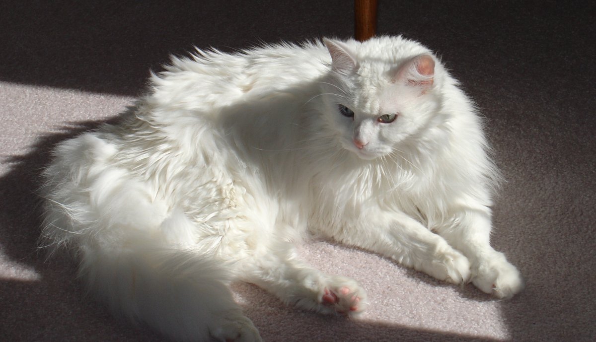 Турецкая ангора расцветки