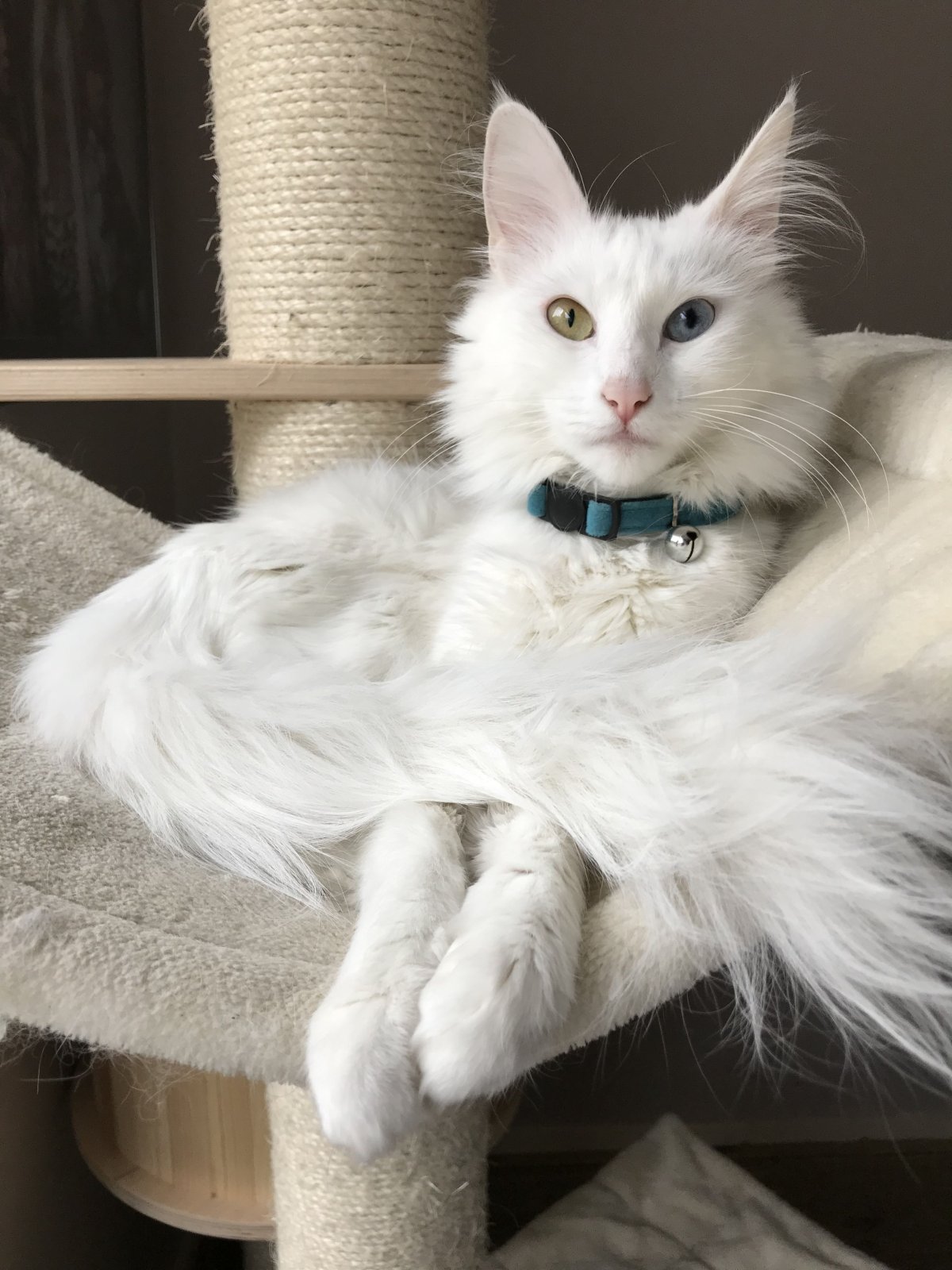 Ангорская кошка серая