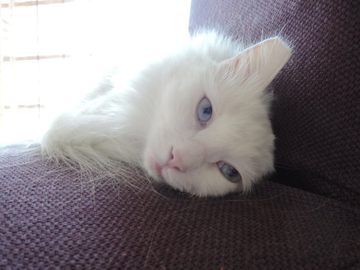 Турецкая ангора кот