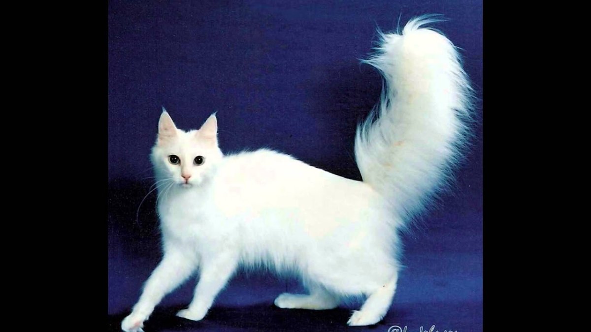 Ангорская кошка белая с голубыми глазами
