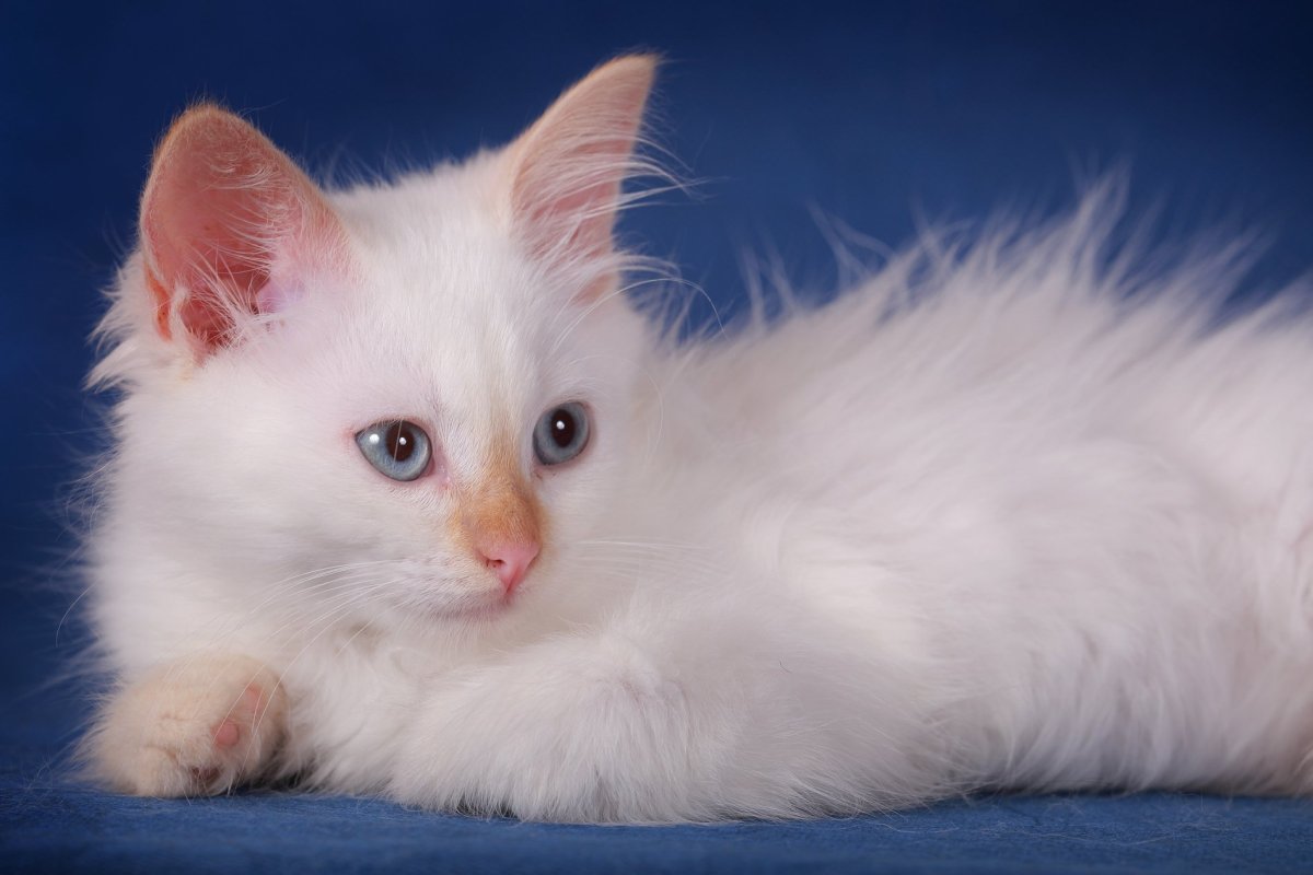 Сибирская ангорская кошка белая