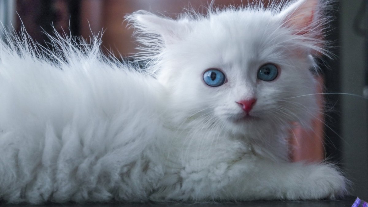 Сибирская Ангарка кошка