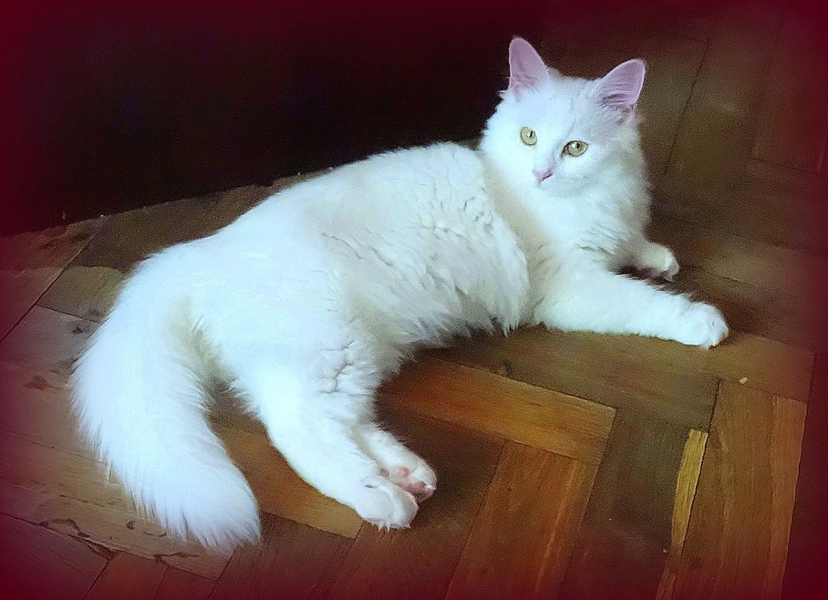 Сибирская ангора кошка черная