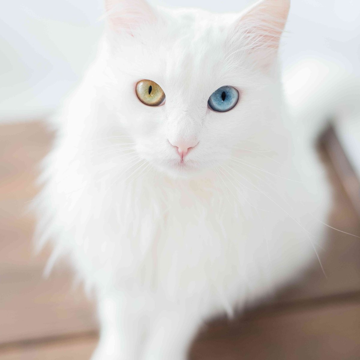 Сибирская ангорская кошка белая