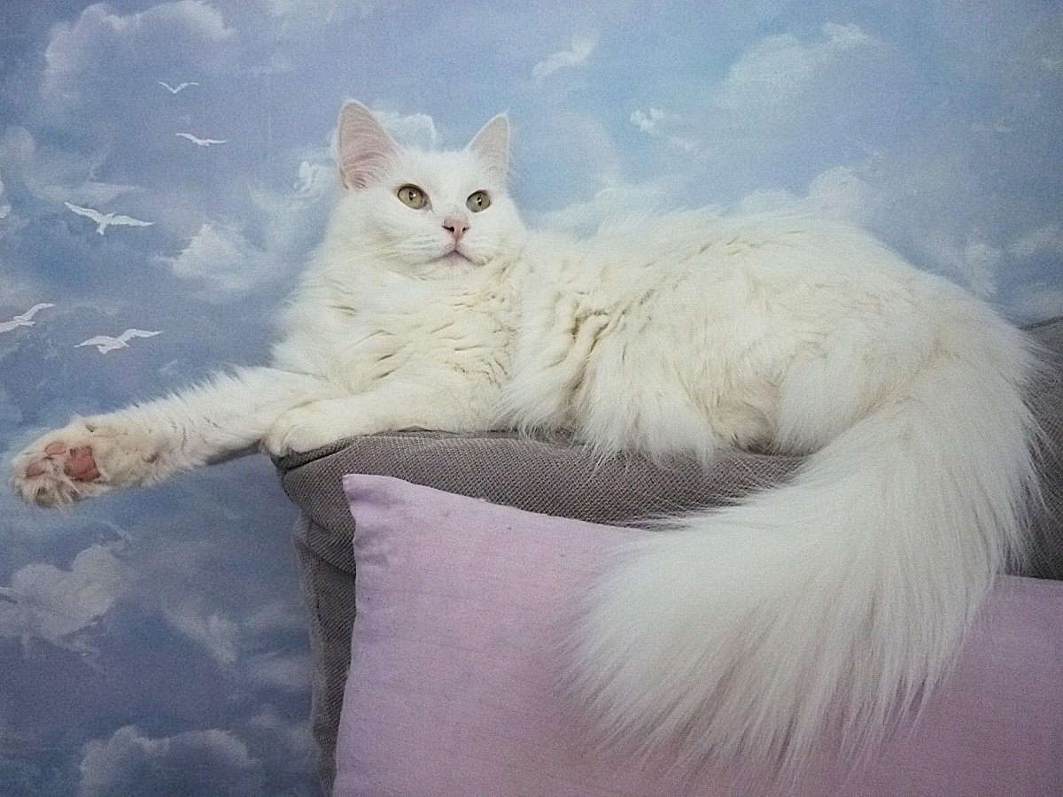 Турецкая ангора кошка