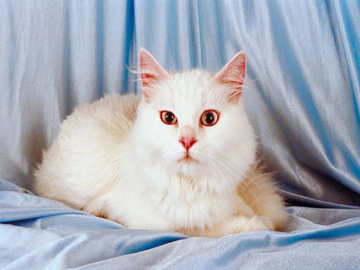 Турецкая ангора