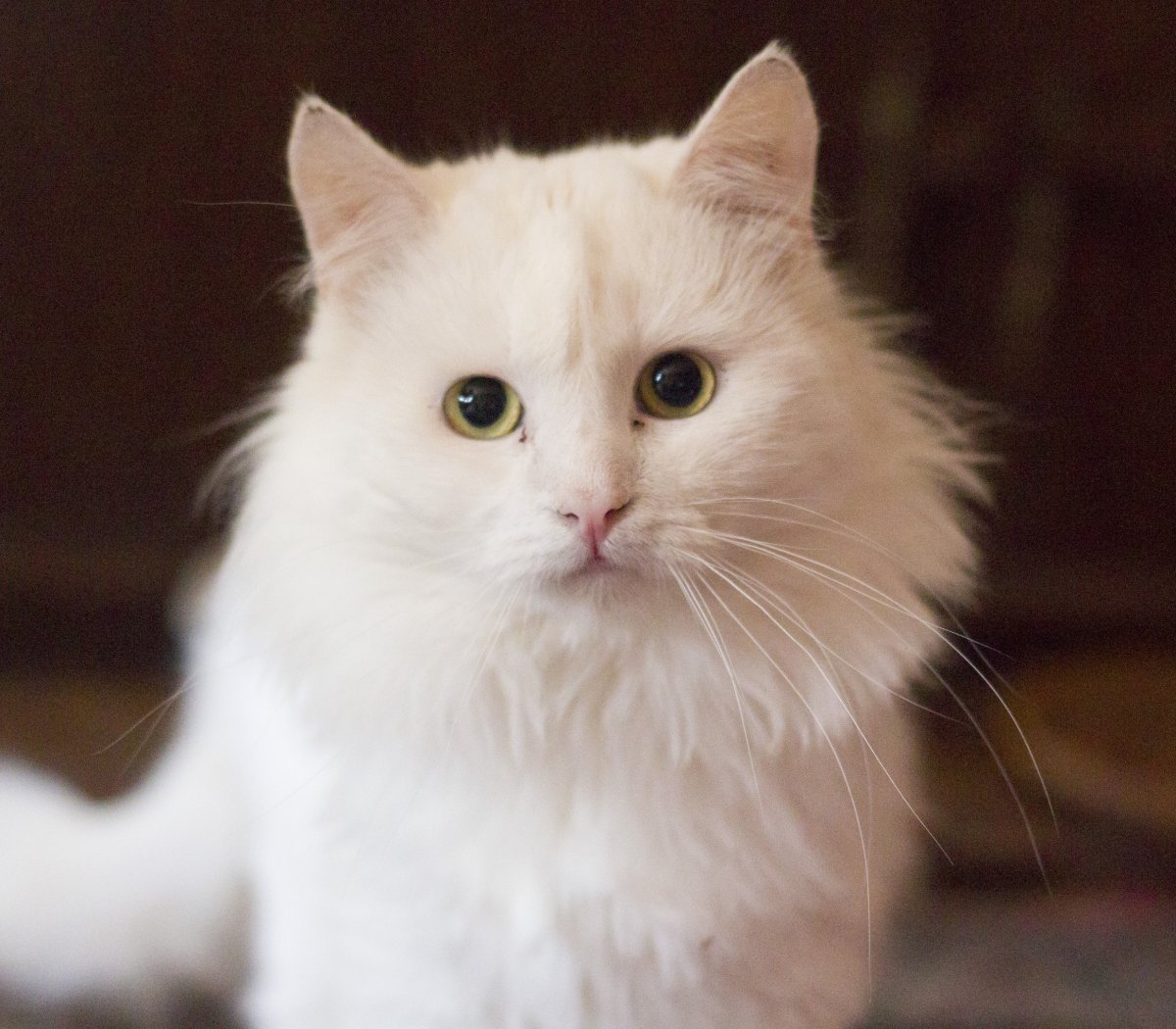 Турецкая ангора