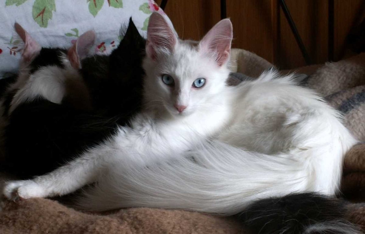 Тайская кошка ред Пойнт