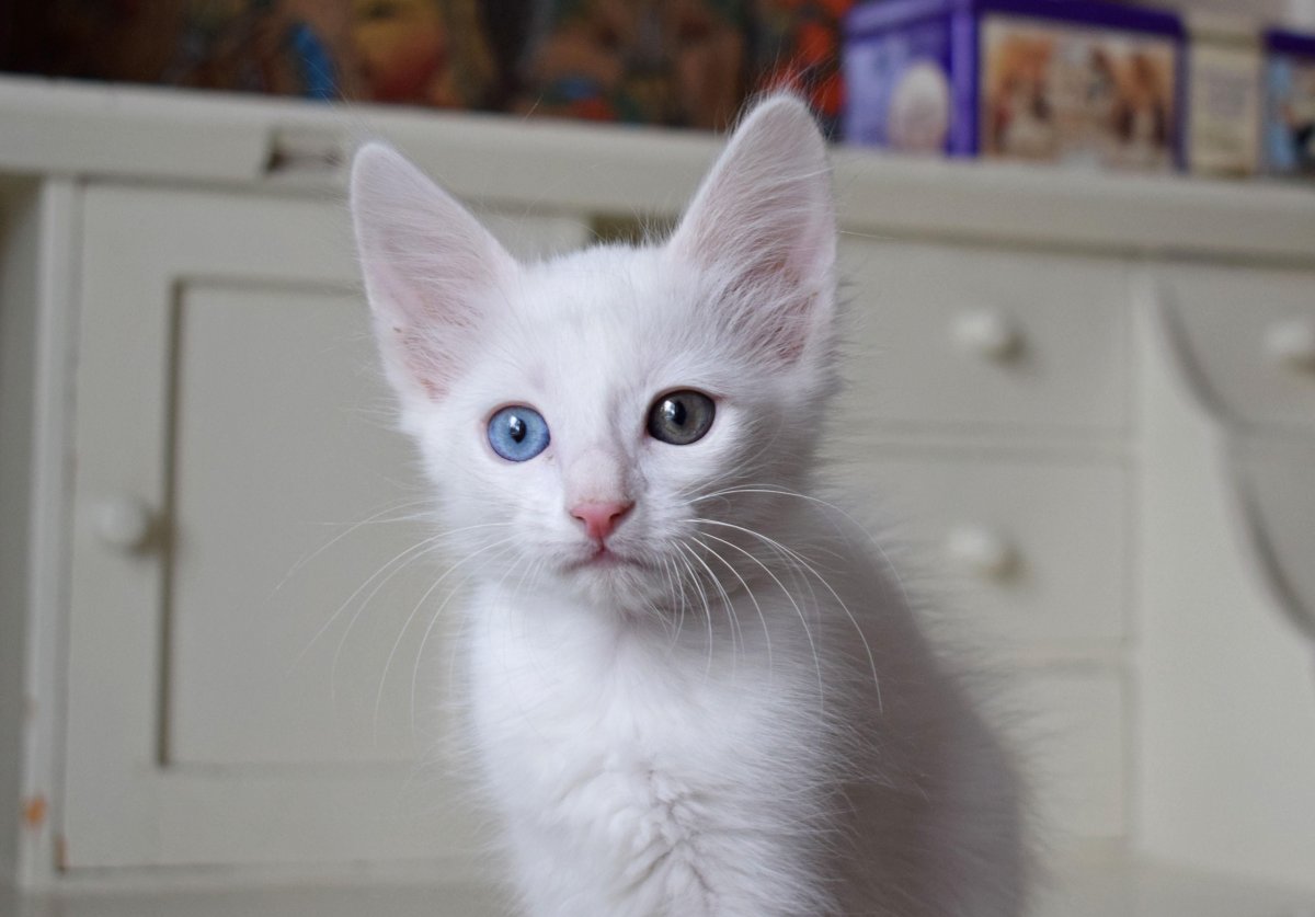 Манчкин кот белый