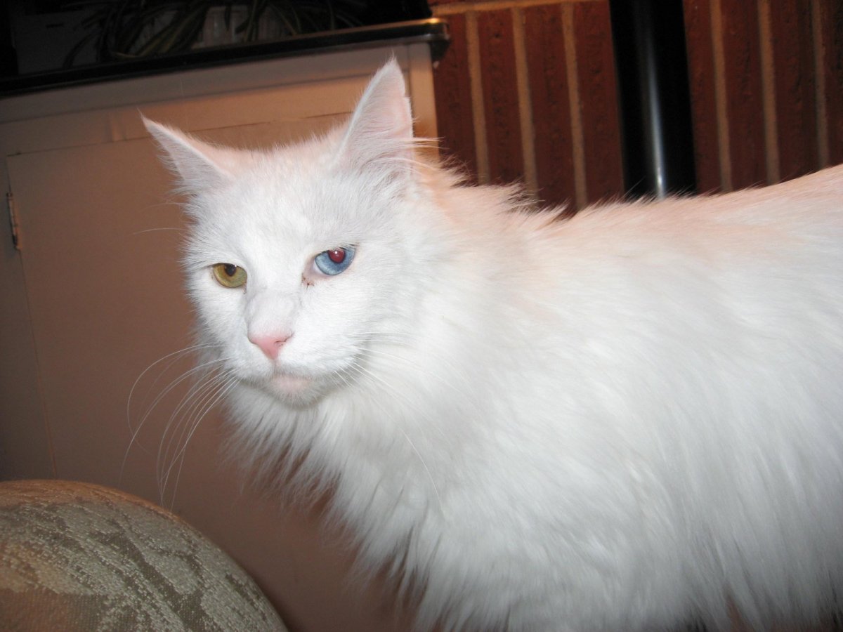 Кошка турецкая ангора белая