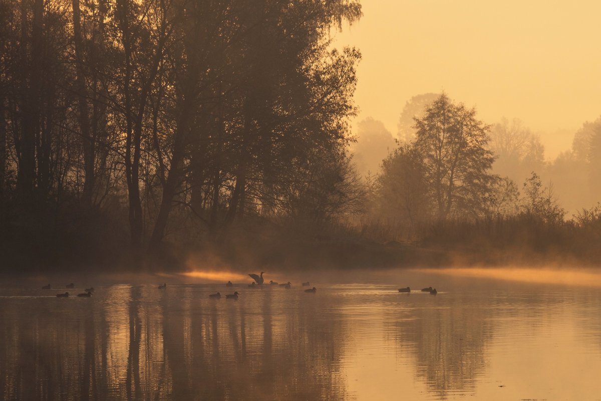Осень утро туман