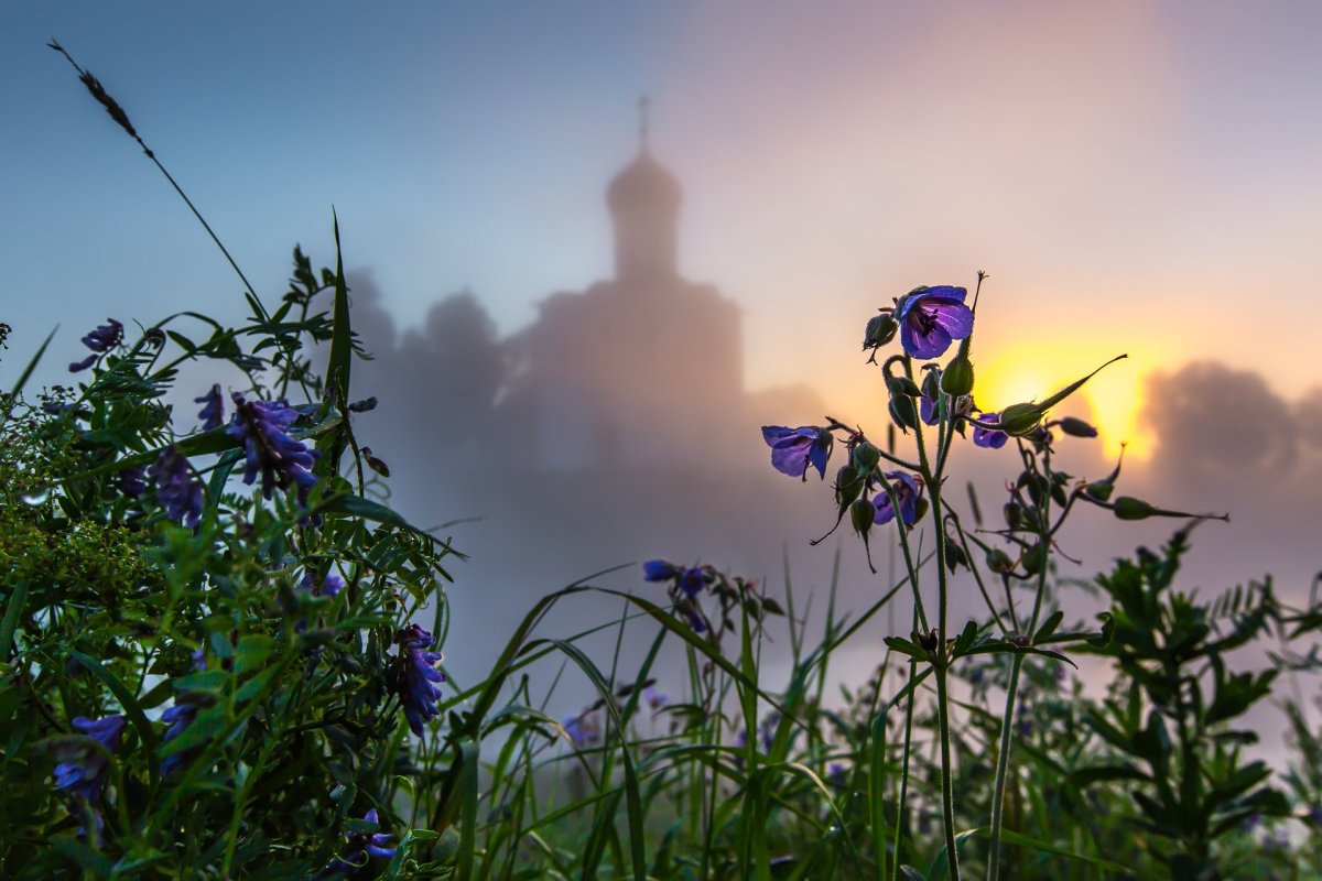Полевые цветы и храм