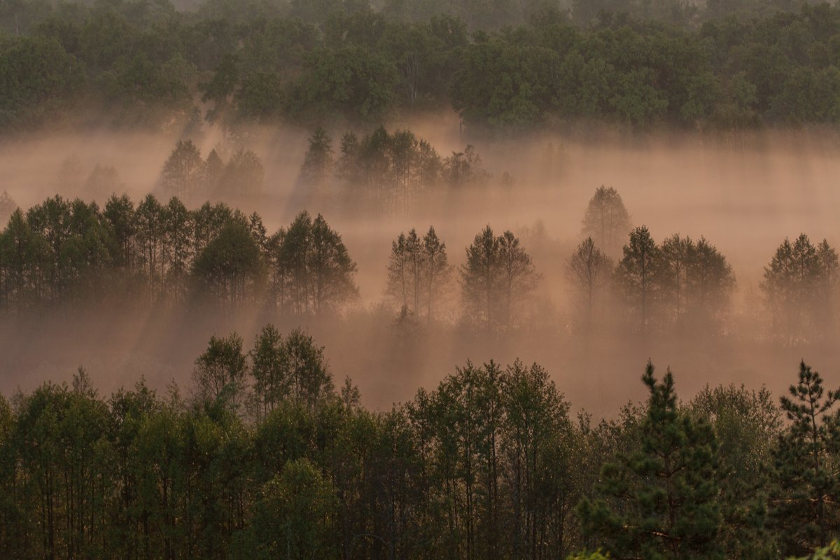 Асафатов - туман
