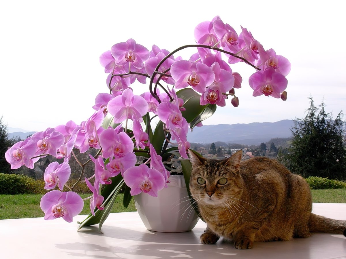 Кофе и лилии