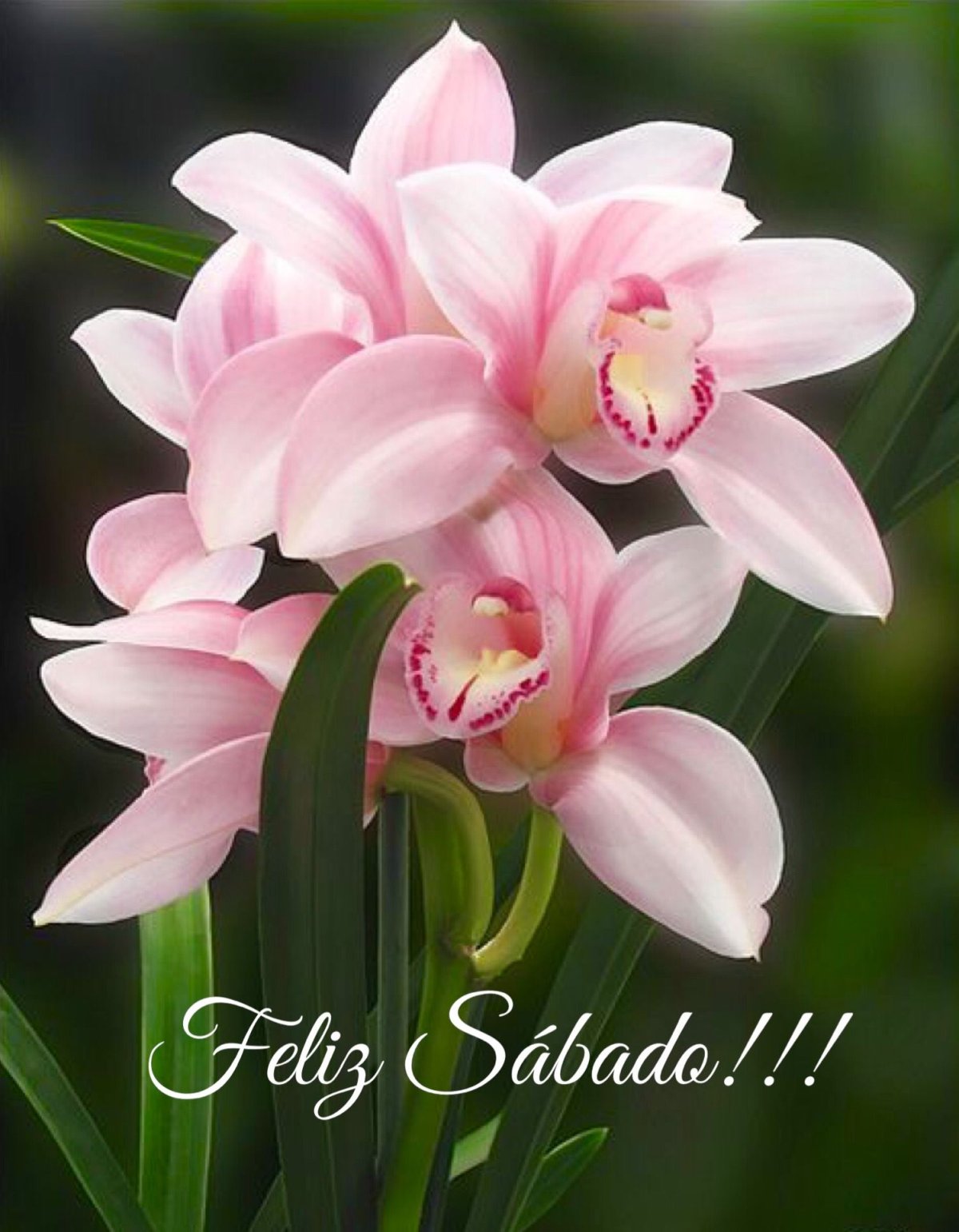 Нежные цветы и кофе