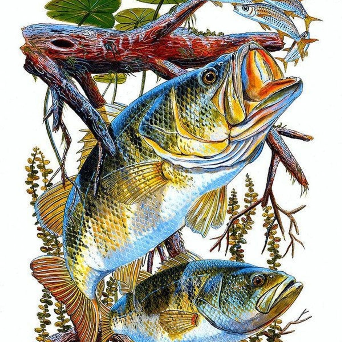 Рыбалка иллюстрация