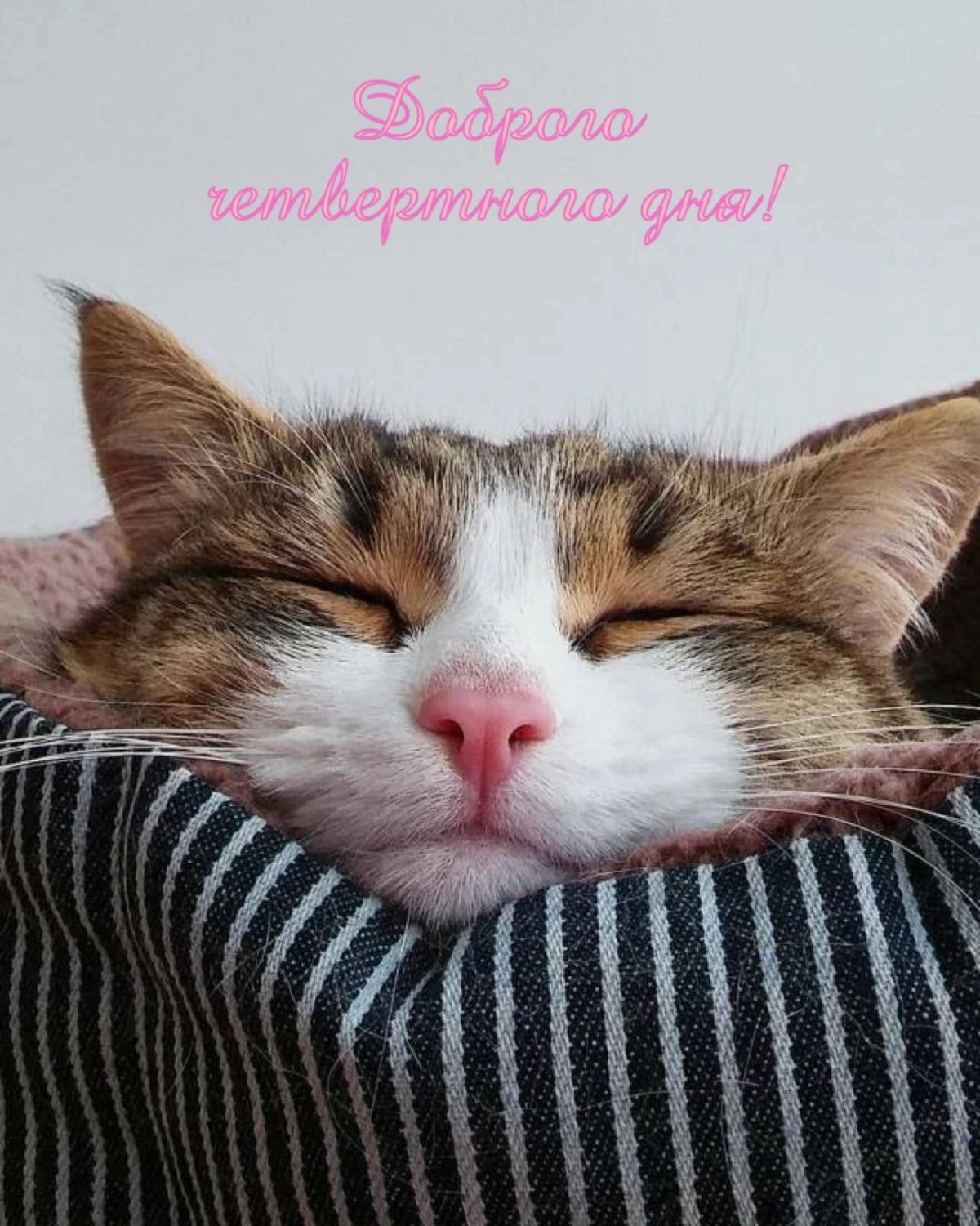 Доброе утро котик