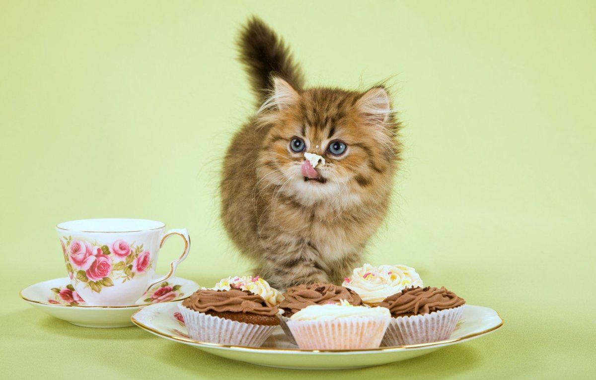 Сладкий котик