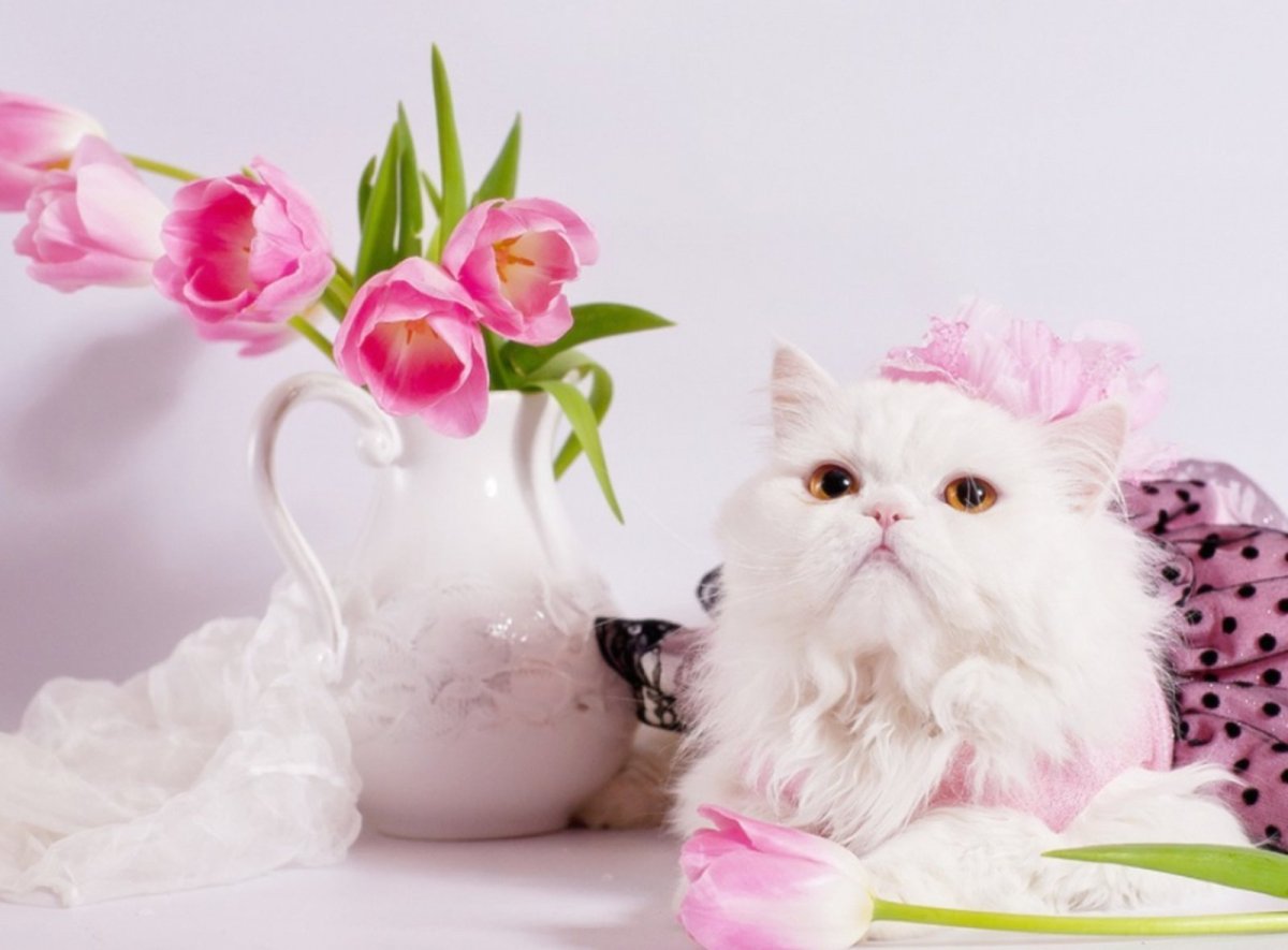 Нежные цветы с котятами