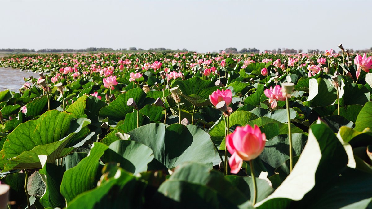 Лотосовые поля Астрахань