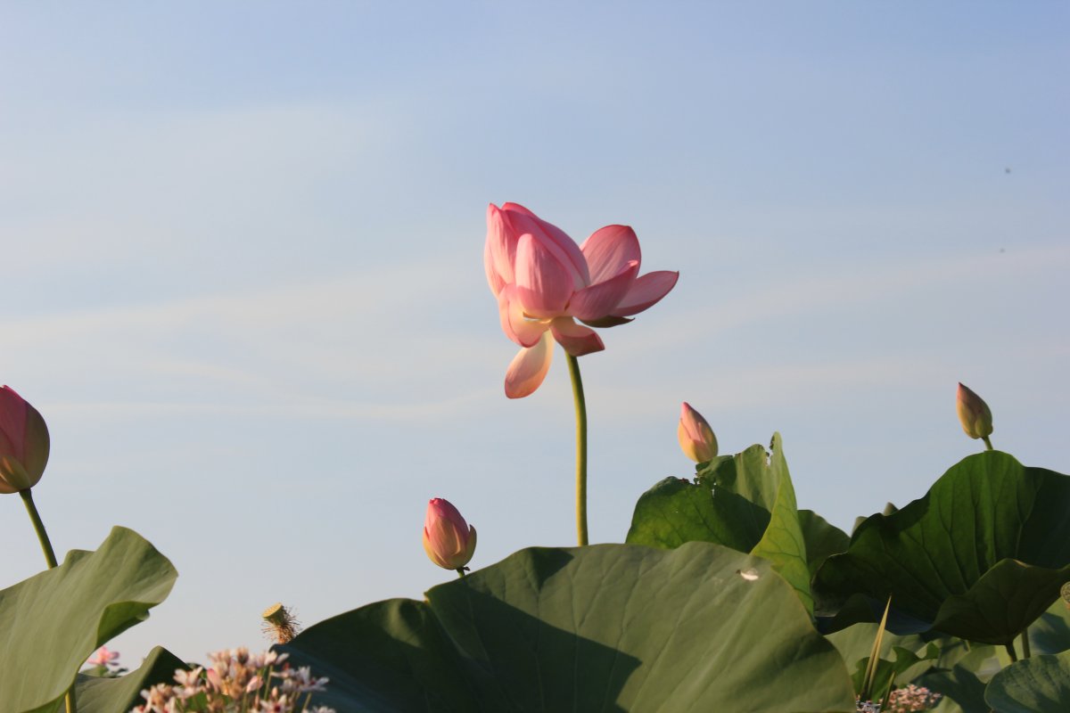 Природа Астраханского края