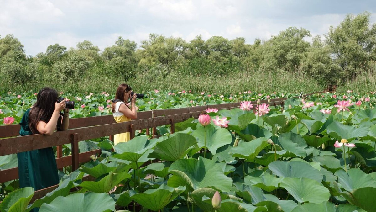 Лотосовые поля в дельте Волги