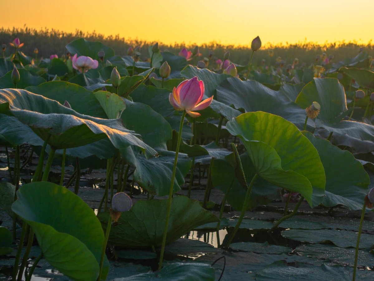 Дельта реки Волга