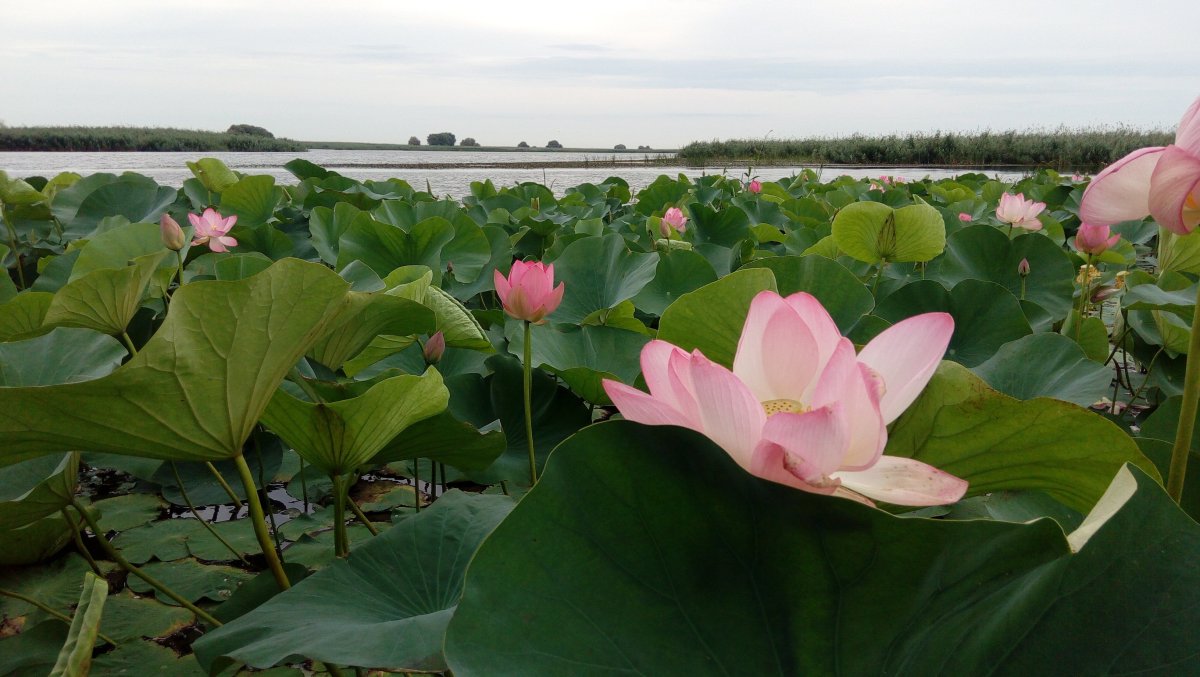 Ахтанизовский Лиман Долина лотосов