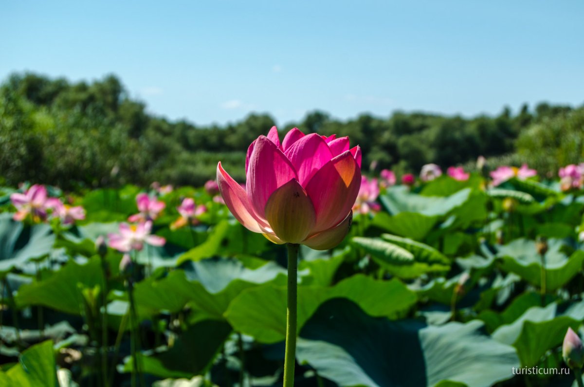 Долина лотосов Астрахань
