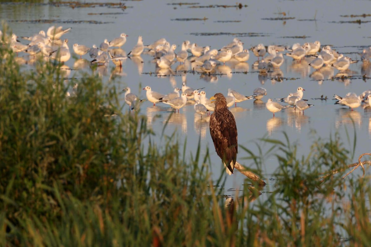 Астрахань Дельта Волги заповедник