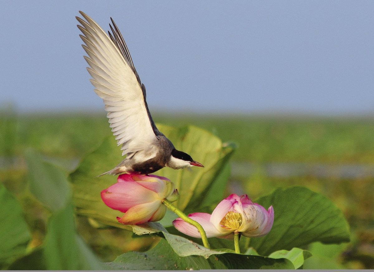Лотосовые поля в дельте Волги