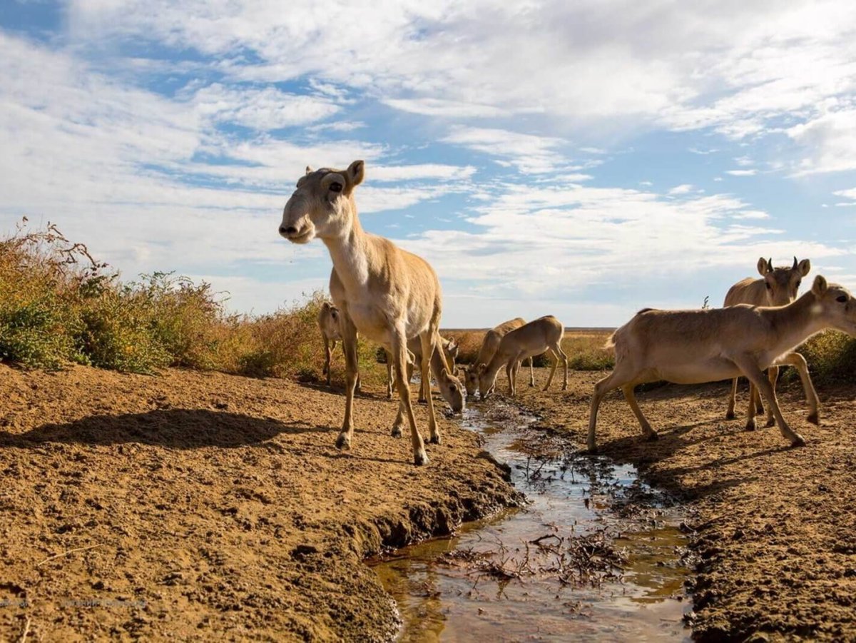 Биосферный заповедник Астрахань