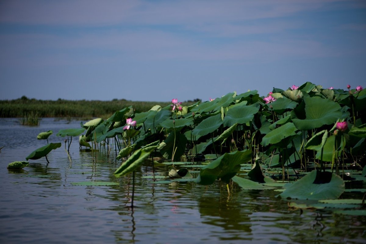 Лотосовые поля в дельте Волги