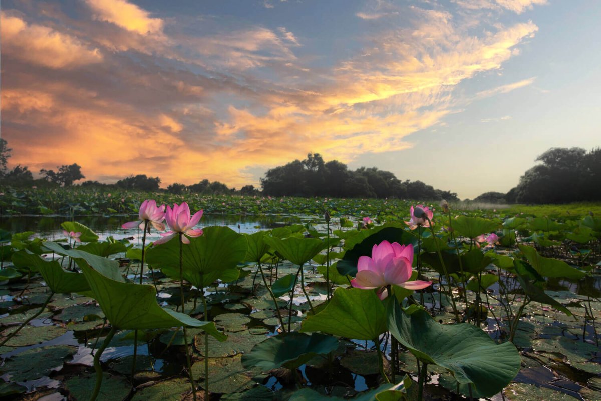 Лотос Каспийский Астрахань