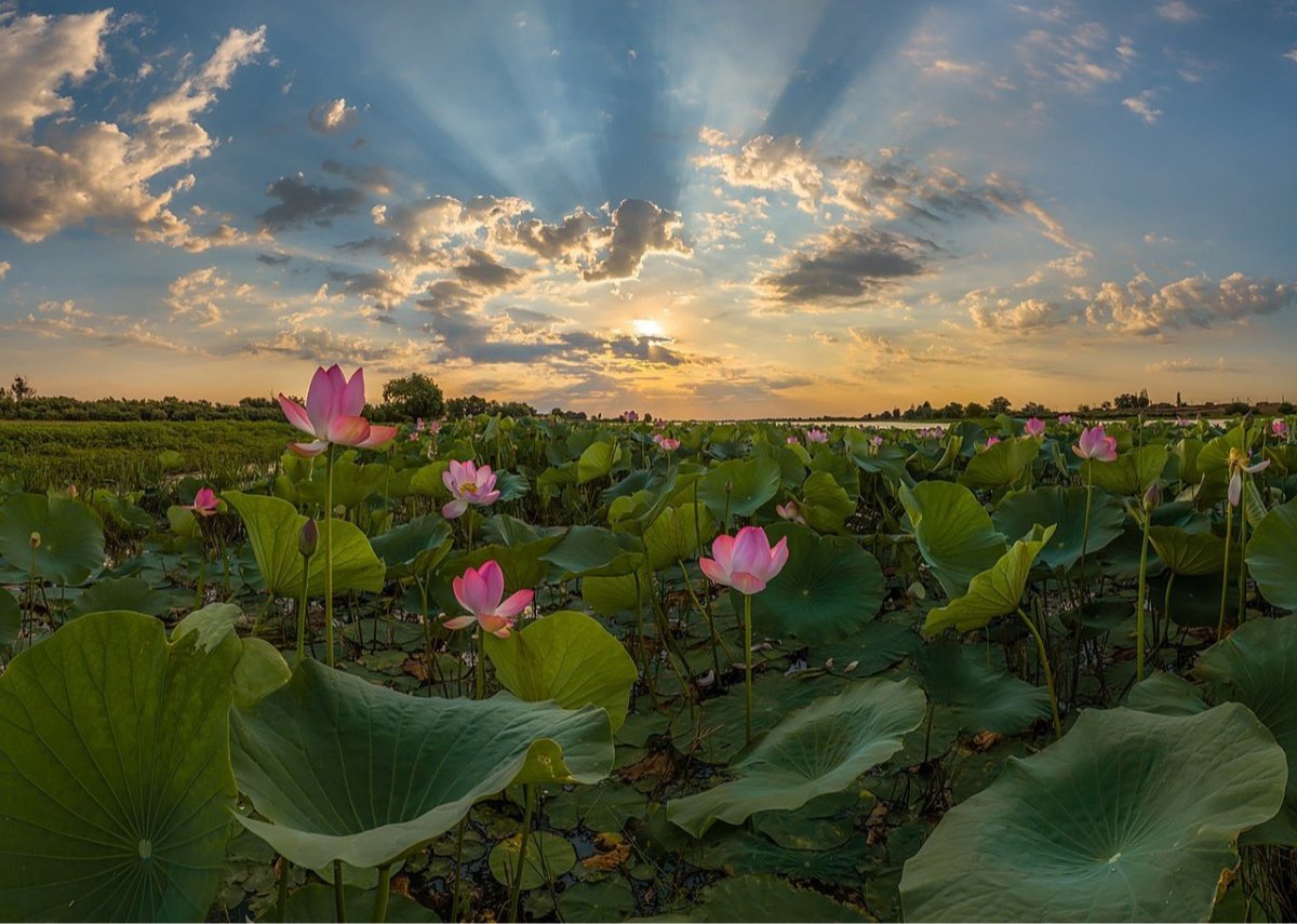 Астраханский биосферный заповедник Пеликаны